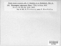 Paracercosporidium microsorum image
